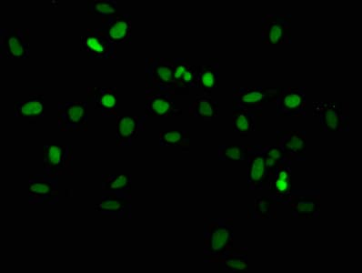 Polyclonal Rabbit anti-Human HIST1H2AI Antibody (IF, WB)