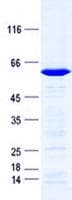 Human MPG Protein (Recombinant GST, N-terminus + His, C-terminus)