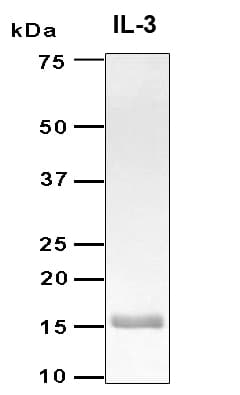 Human IL3 Protein (Recombinant 6His, N-terminus)