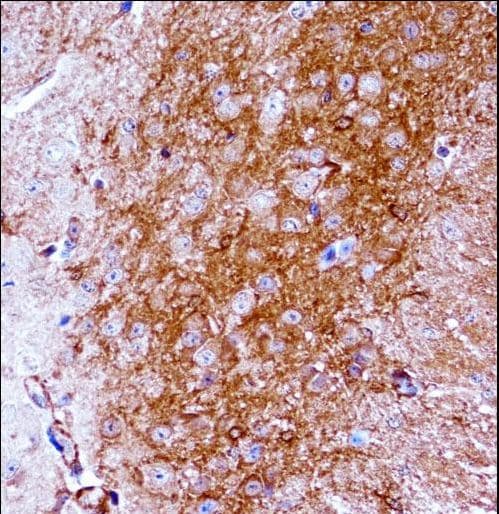NTRK2 / TRKB Antibody (aa343-372)