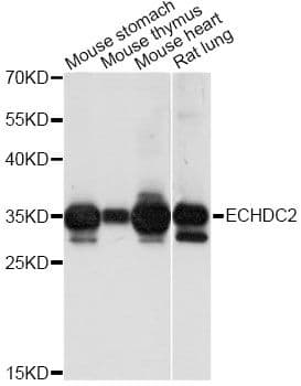 ECHDC2 Antibody