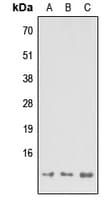 C14orf2 Antibody (Internal)