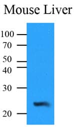 NQO2 Antibody (clone AT1E3)