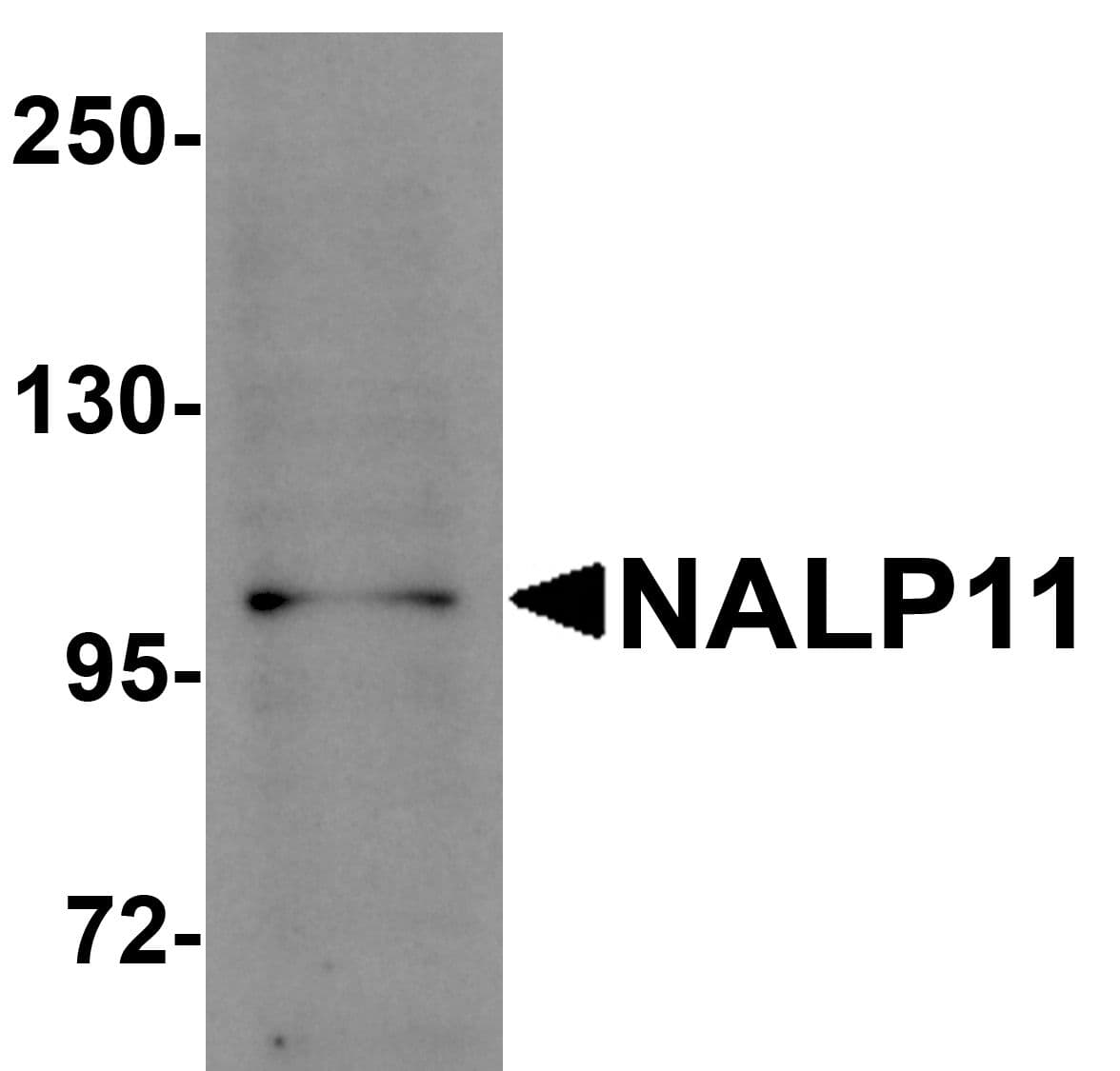 IHC-plus™ NLRP11 Antibody