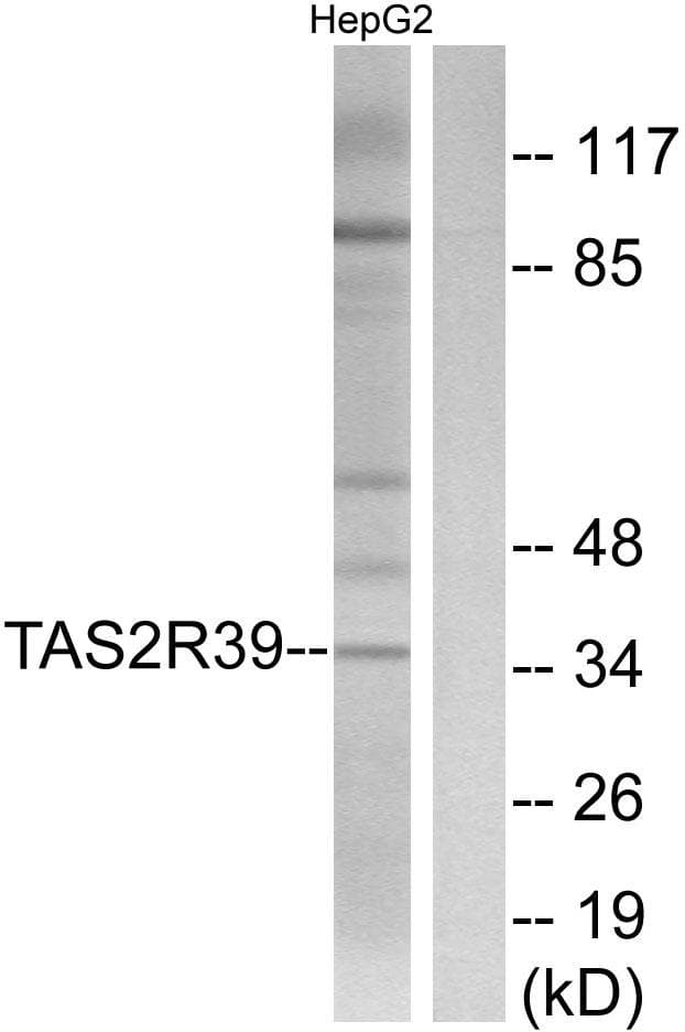Polyclonal Rabbit anti-Human TAS2R39 Antibody (IF, WB)