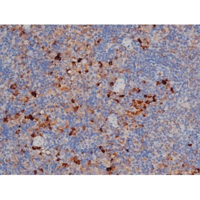Polyclonal Rabbit anti-Human HSP90AB1 / HSP90 Alpha B1 Antibody (phospho-Ser254, IHC, IF, WB)