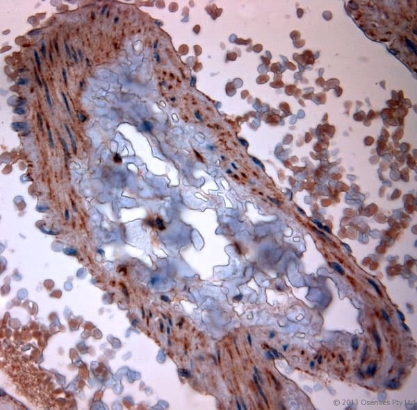 TPC2 / TPCN2 Antibody (aa700-752)