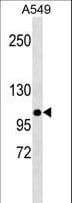 MLH1 Antibody (aa458-489)