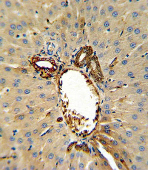 ANXA5 / Annexin V Antibody (aa262-291)