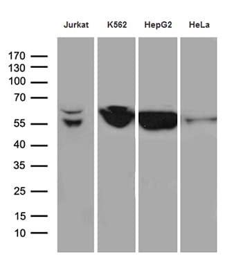 STAU1 / Staufen Antibody (clone OTI3C5)