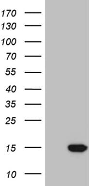 Monoclonal Mouse anti-Human NDUFA4L2 Antibody (clone OTI4F4, Carrier-free, WB)