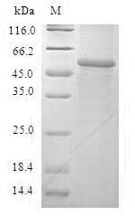 Human GSTA2 Protein (Recombinant GST, N-terminus)