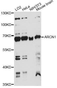 COPD / ARCN1 Antibody
