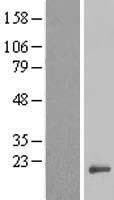 ANAPC15 Protein (Over-Expression Lysate Myc-DDK (Flag))