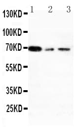 XRCC1 Antibody (aa15-34)
