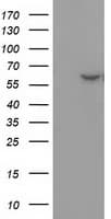 DTNA / Dystrobrevin Alpha Antibody (clone OTI1C2, Carrier-free)