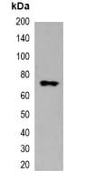 mStrawberry Tag Antibody