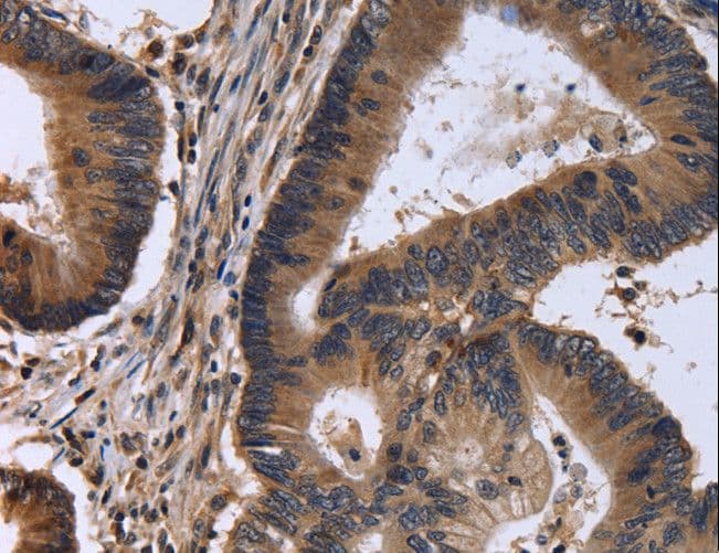 FSTL1 Antibody
