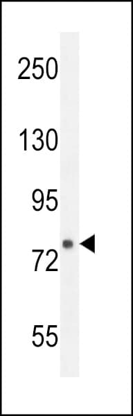 KDM2B / FBXL10 Antibody (aa1-30)