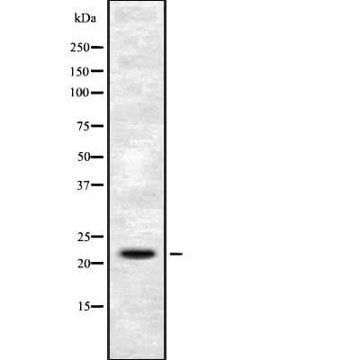 FGF6 Antibody
