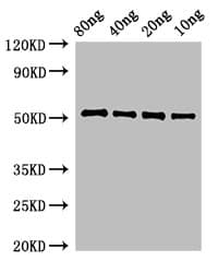 Penicillin-binding protein 4 Antibody