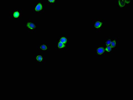 IHC-plus™ SLC35A2 / UGT Antibody