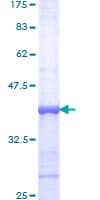 Human PLCD1 Protein (Recombinant GST, N-terminus)