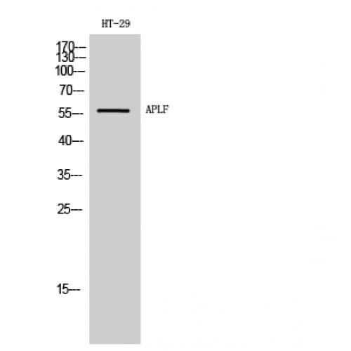 APLF / PALF Antibody (50-130 aa)