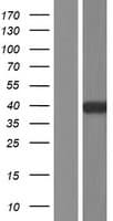 WDR45 Protein (Over-Expression Lysate Myc-DDK (Flag))