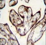 PYGO1 / Pygopus 1 Antibody (aa382-409)