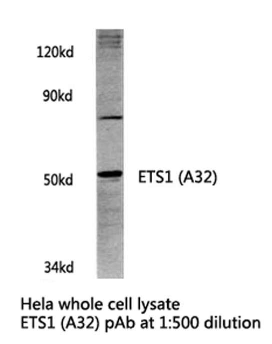 ETS1 / ETS-1 Antibody (Ala32)