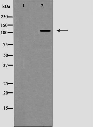 CD34 Antibody