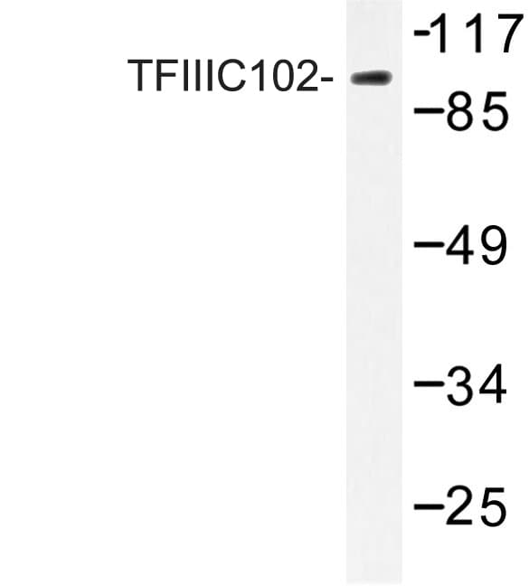 GTF3C3 Antibody (Glu131)