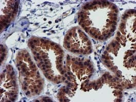 PYCRL Antibody (clone OTI3E1, Carrier-free)