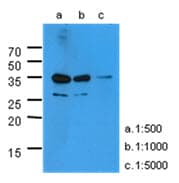 IHC-plus™ KLK3 / PSA Antibody (clone AT1D10)