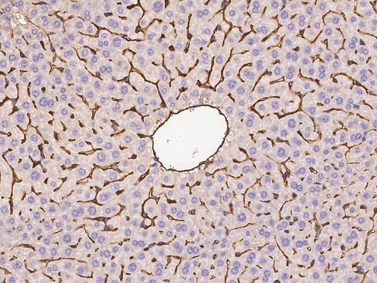 Polyclonal Rabbit anti-Mouse CD105 Antibody (Preservative Free, IHC)