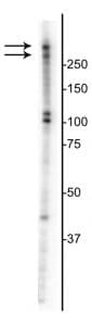 MKI67 / Ki67 Antibody