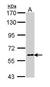 PTGS1 / COX-1 Antibody