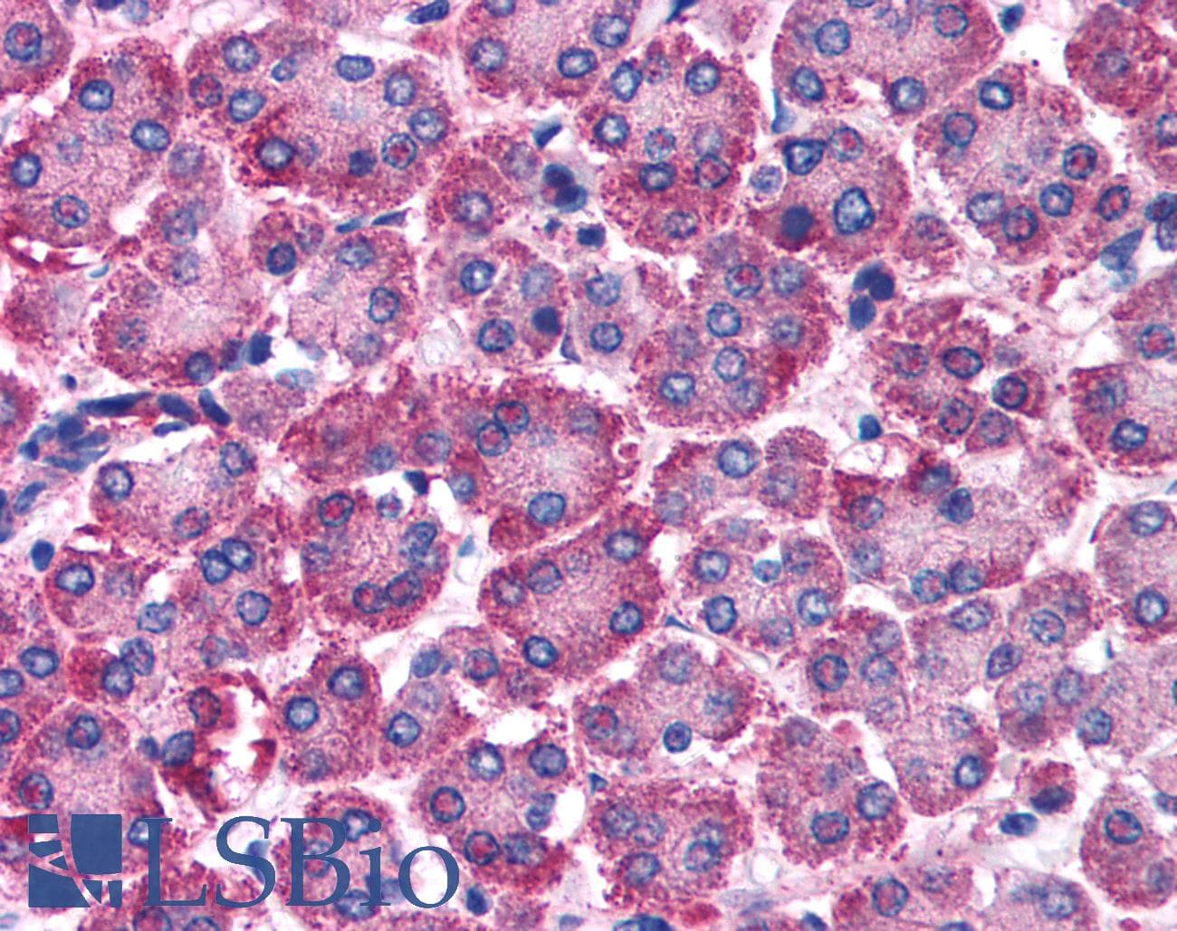 RGS10 Antibody (C-Terminus)