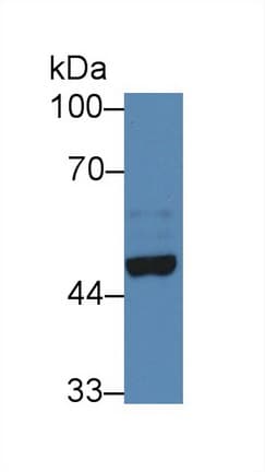 NPTX2 Antibody (aa111-367, Cy3)