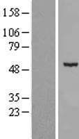 CDKL2 Protein (Over-Expression Lysate Myc-DDK (Flag))