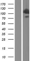 HIP1 Protein (Over-Expression Lysate Myc-DDK (Flag))