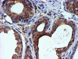 TUBAL3 Antibody (aa150-446, clone OTI4D9, Carrier-free)