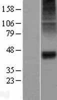 Human GLRA1/Glycine Receptor Alpha 1 Protein (Over-Expression Lysate Myc-DDK (Flag))