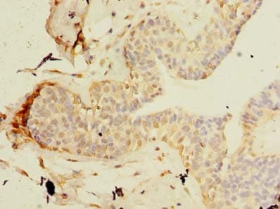 TCP11L2 Antibody