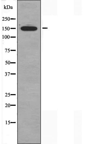 CHAF1A / CAF1 Antibody