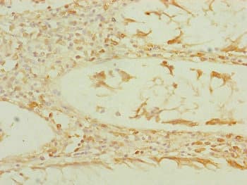EF1G / EEF1G Antibody