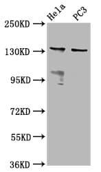 MOV10L1 Antibody