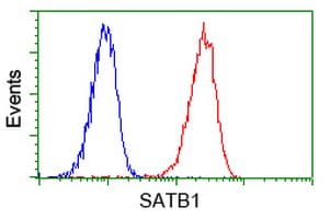 Monoclonal Mouse anti-Human SATB1 Antibody (clone OTI11E8, IHC, IF, WB)