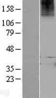 RXFP1/ LGR7 Protein (Over-Expression Lysate Myc-DDK (Flag))